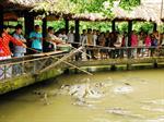 Tour Miền Tây: Mỹ Tho - Cần Thơ (DPT85)
